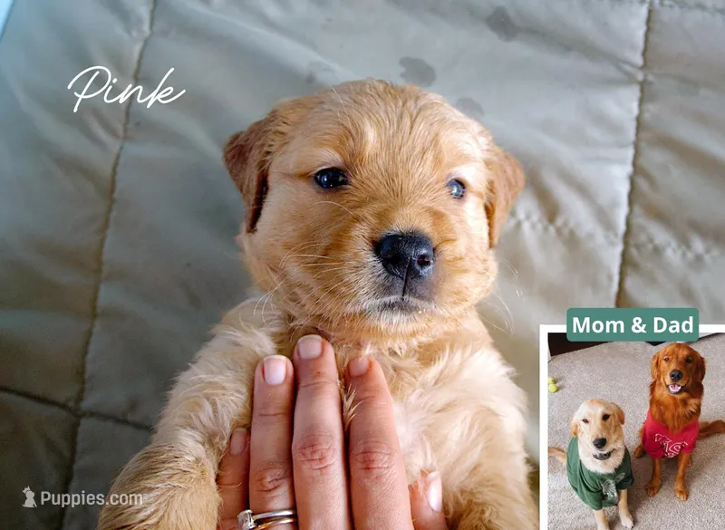 Pink – Golden Retriever puppy for sale in Houston, TX