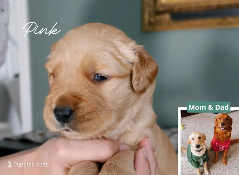 Pink – Golden Retriever puppy for sale in Houston, TX
