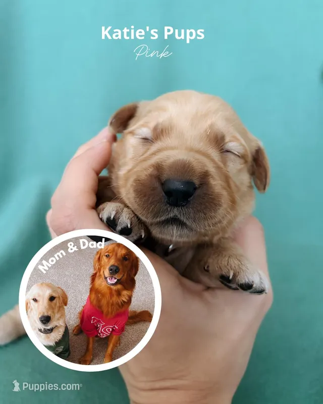 Pink – Golden Retriever puppy for sale in Houston, TX
