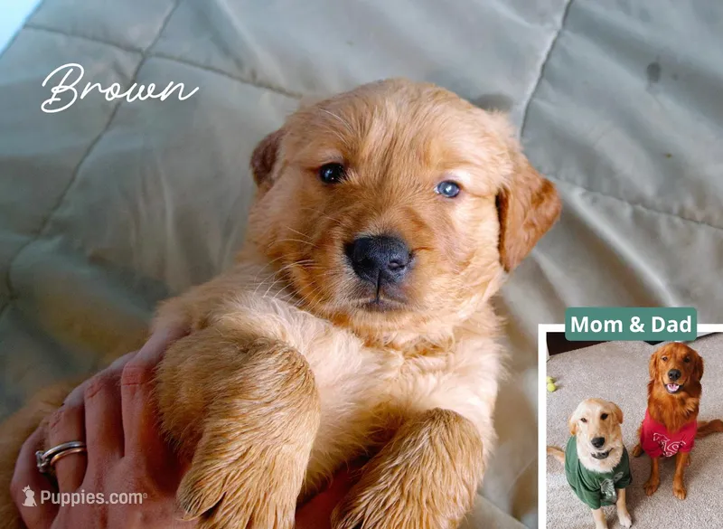Brown – Golden Retriever puppy for sale in Houston, TX