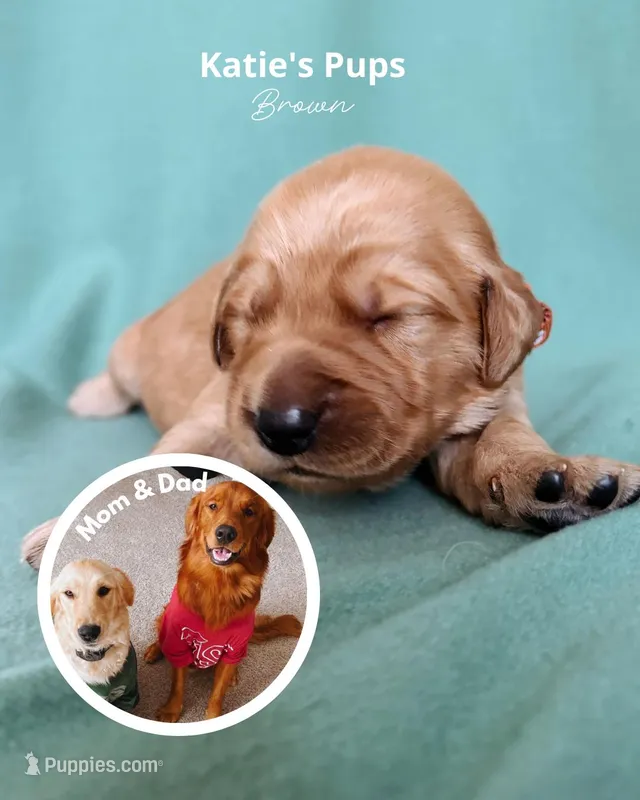 Brown – Golden Retriever puppy for sale in Houston, TX