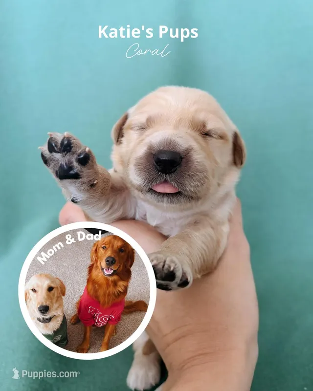 Coral – Golden Retriever puppy on hold in Houston, TX