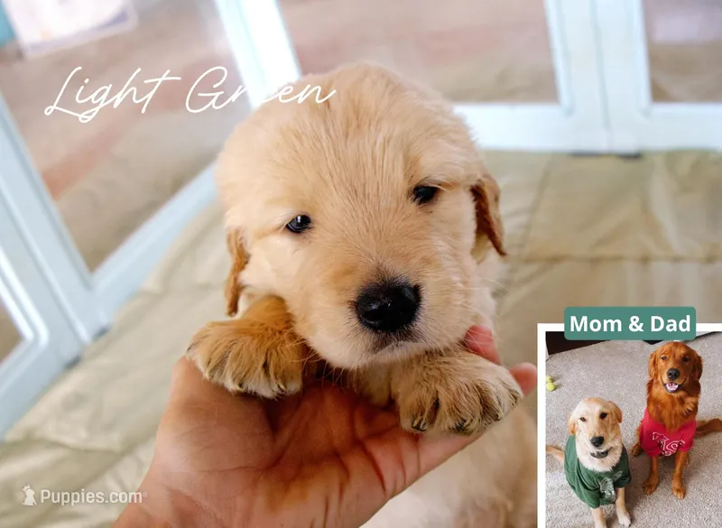 Light Green – Golden Retriever puppy for sale in Houston, TX