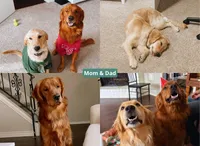 Light Green, a male Golden Retriever for sale in Houston, TX – Photo 2 of 5