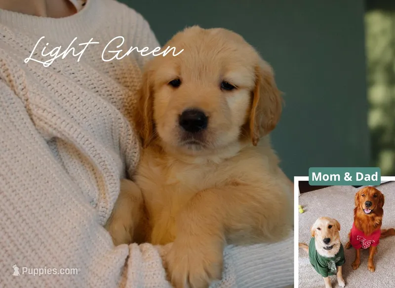 Light Green – Golden Retriever puppy for sale in Houston, TX