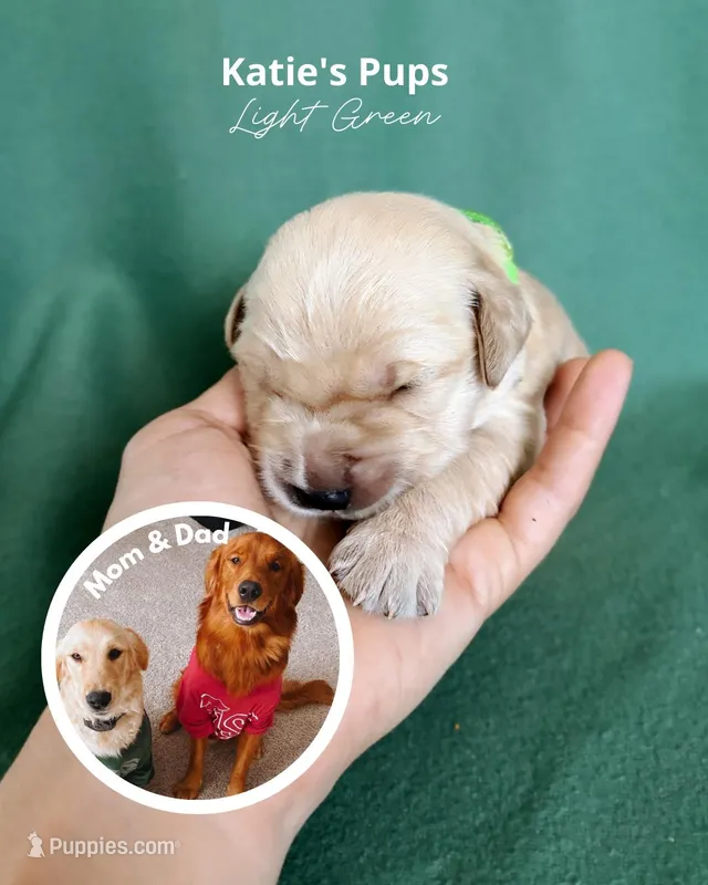 Light Green – Golden Retriever puppy for sale in Houston, TX