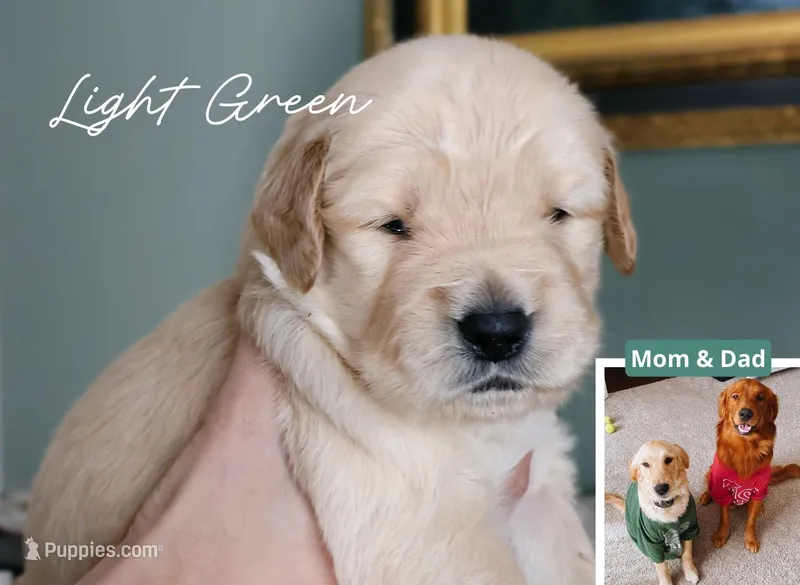 Light Green – Golden Retriever puppy for sale in Houston, TX