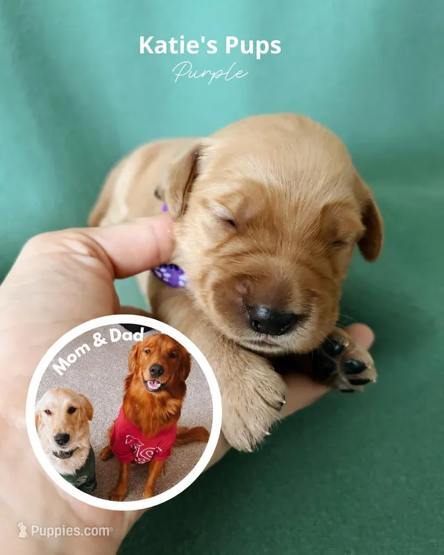 Purple – Golden Retriever puppy for sale in Houston, TX
