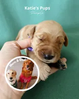 Purple, a female Golden Retriever for sale in Houston, TX – Photo 1 of 5