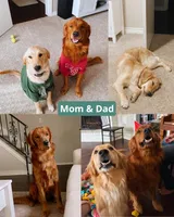 Purple, a female Golden Retriever for sale in Houston, TX – Photo 3 of 5