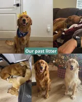 Purple, a female Golden Retriever for sale in Houston, TX – Photo 4 of 5