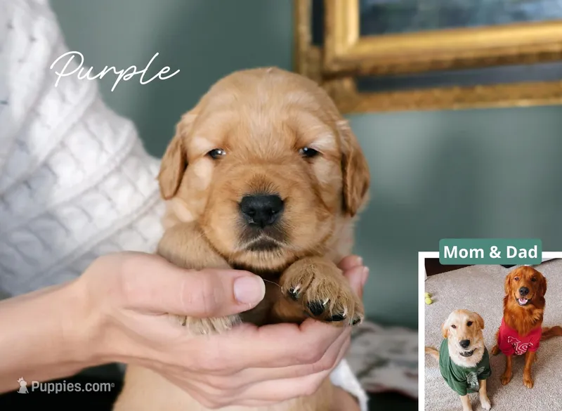 Purple – Golden Retriever puppy for sale in Houston, TX