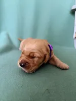 Purple, a female Golden Retriever for sale in Houston, TX – Photo 2 of 5