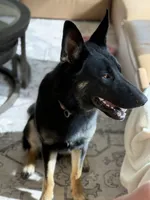 River, a male German Shepherd Dog and Goldendoodle for sale in Hempstead, TX – 4 of 5