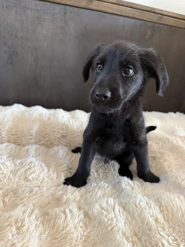River – German Shepherd Dog, Goldendoodle puppy for sale in Hempstead, TX