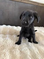 River, a male German Shepherd Dog and Goldendoodle for sale in Hempstead, TX – 1 of 5