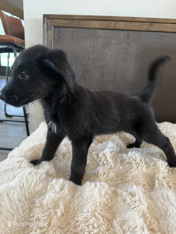 Penny – German Shepherd Dog, Goldendoodle puppy for sale in Hempstead, TX
