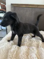 Penny, a female German Shepherd Dog and Goldendoodle for sale in Hempstead, TX – 1 of 4
