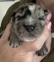 Oliver , a male German Shepherd Dog and Goldendoodle for sale in Hempstead, TX – 2 of 7