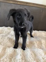Penny, a female German Shepherd Dog and Goldendoodle for sale in Hempstead, TX – 2 of 4