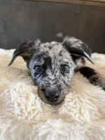 Oliver , a male German Shepherd Dog and Goldendoodle for sale in Hempstead, TX – 3 of 7