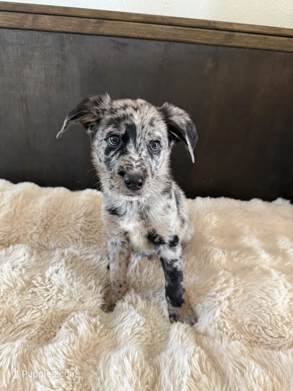 Oliver  – German Shepherd Dog, Goldendoodle puppy for sale in Hempstead, TX