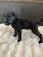 River, a male German Shepherd Dog and Goldendoodle for sale in Hempstead, TX – 2 of 5