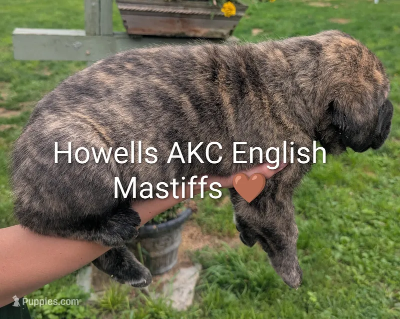 AKC Brown  – English Mastiff puppy for sale in Chenango Forks, NY