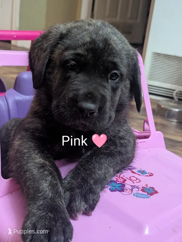 AKC Pink  – English Mastiff puppy for sale in Chenango Forks, NY