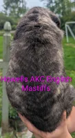 AKC Pink , a female English Mastiff for sale in Chenango Forks, NY – 5 of 10