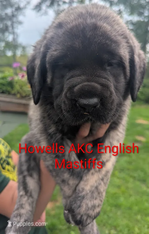 AKC Red – English Mastiff puppy for sale in Chenango Forks, NY