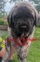 AKC Red, a male English Mastiff for sale in Chenango Forks, NY – 2 of 9