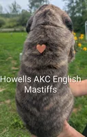 AKC Brown , a male English Mastiff for sale in Chenango Forks, NY – 9 of 10