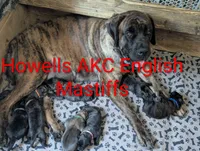 AKC Pink , a female English Mastiff for sale in Chenango Forks, NY – 9 of 10