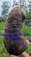 AKC Blue , a male English Mastiff for sale in Chenango Forks, NY – 4 of 10