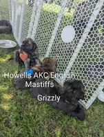 AKC Blue , a male English Mastiff for sale in Chenango Forks, NY – 10 of 10