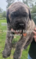 AKC Brown , a male English Mastiff for sale in Chenango Forks, NY – 8 of 10