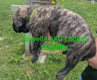 AKC Lime green, a female English Mastiff for sale in Chenango Forks, NY – 4 of 7