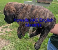 AKC Blue , a male English Mastiff for sale in Chenango Forks, NY – 2 of 10