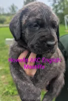 AKC Pink , a female English Mastiff for sale in Chenango Forks, NY – 3 of 10