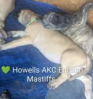 Dark Green , a male English Mastiff for sale in Chenango Forks, NY – Photo 6 of 6