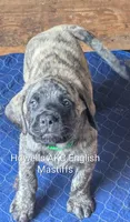 Dark Green , a male English Mastiff for sale in Chenango Forks, NY – Photo 4 of 6