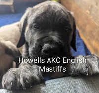 Dark Green , a male English Mastiff for sale in Chenango Forks, NY – Photo 1 of 6