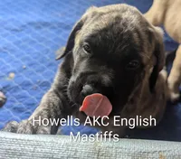 Dark Green , a male English Mastiff for sale in Chenango Forks, NY – Photo 3 of 6