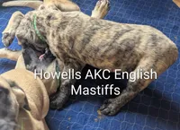 Dark Green , a male English Mastiff for sale in Chenango Forks, NY – Photo 2 of 6