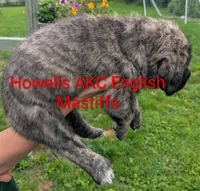 AKC Red, a male English Mastiff for sale in Chenango Forks, NY – 5 of 9