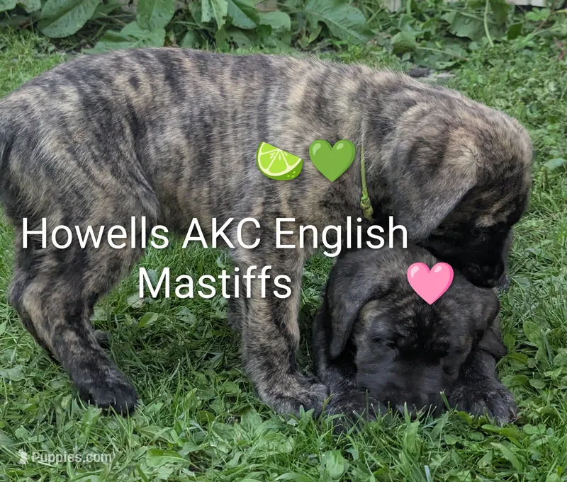 AKC Lime green – English Mastiff puppy for sale in Chenango Forks, NY