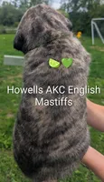 AKC Lime green, a female English Mastiff for sale in Chenango Forks, NY – 3 of 7