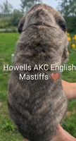 AKC Brown , a male English Mastiff for sale in Chenango Forks, NY – 7 of 10