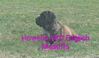 AKC Lime green, a female English Mastiff for sale in Chenango Forks, NY – 6 of 7